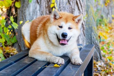 Akita köpeği sonbahar parkında bir bankta yatıyor.