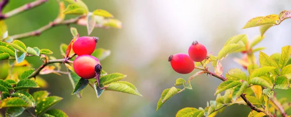 Köpek Gülü Meyveleri Rosa Canina Doğada Çalılıklarda Kırmızı Gül Kalçaları — Stok fotoğraf