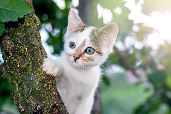 Bahçedeki Küçük Sevimli Kedi Yavrusu Ağaç Gövdesinin Arkasından Dışarı Bakıyor — Stok fotoğraf