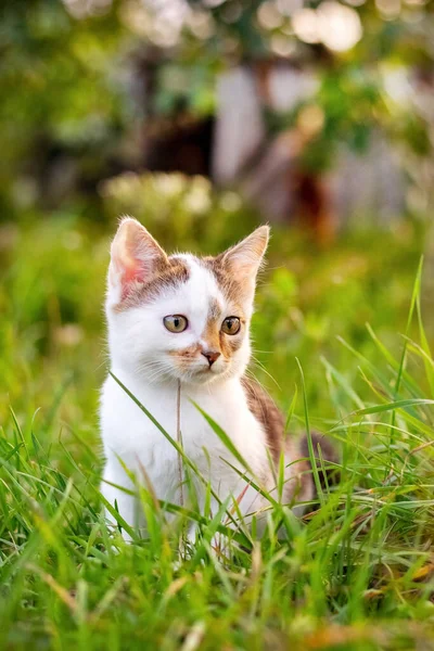 小可爱的小猫坐在花园里的高高的草地上 — 图库照片