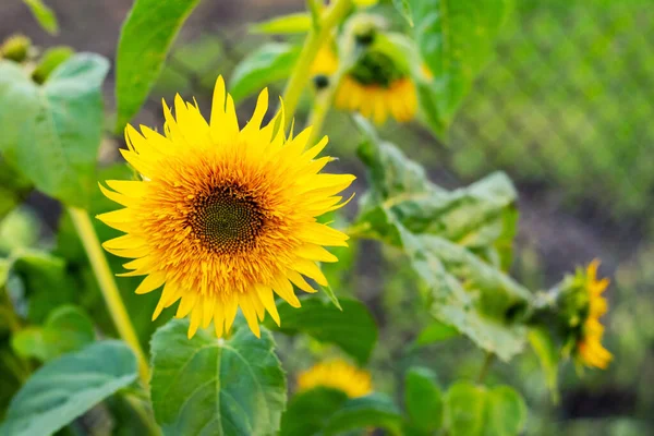 庭の大きな黄色のひまわり ひまわりの栽培 — ストック写真
