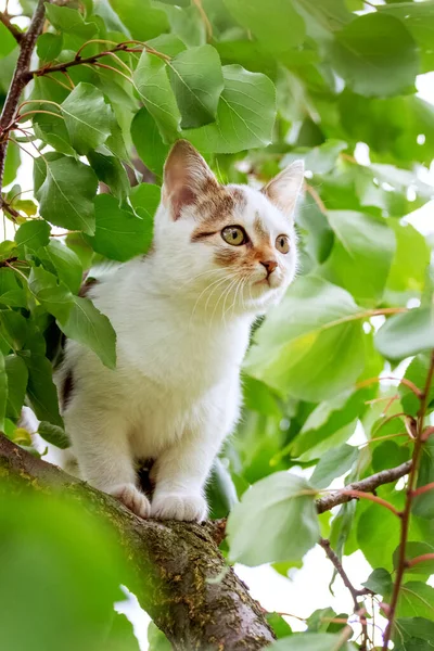 Yazın Yeşil Yaprakların Arasında Ağaçtaki Küçük Beyaz Kedi Yavrusu — Stok fotoğraf