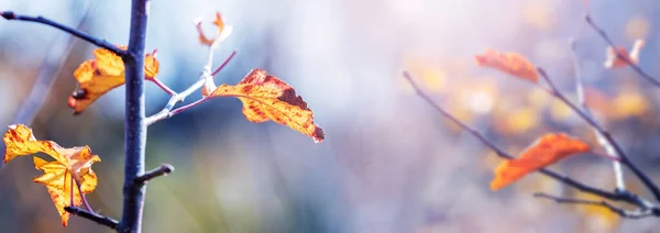 晴れた日には庭の木の枝に乾燥した葉を持つ大気の秋の景色 — ストック写真