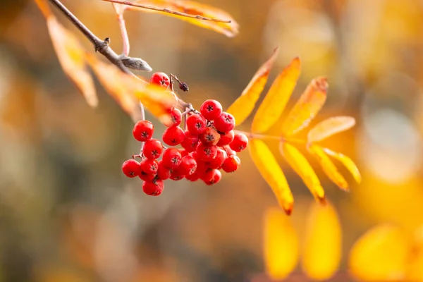 Рованская Ветвь Красными Ягодами Желтыми Листьями Размытом Фоне Солнечную Погоду — стоковое фото