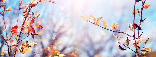 有五彩缤纷秋天的树枝 在晴朗的天气里 在蓝天的映衬下生长 — 图库照片