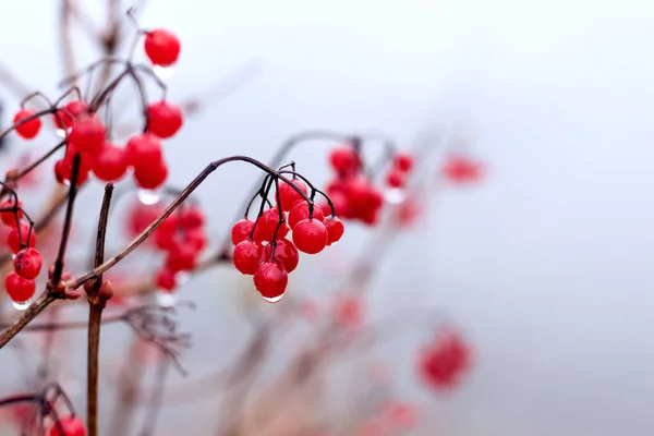 红色浆果覆盖雨滴的维伯纳姆灌木 — 图库照片