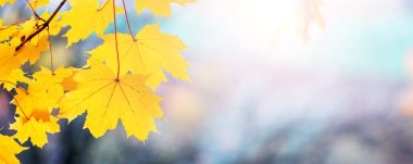 Güneşli bir günde gökyüzünün arka planında sarı yapraklı akçaağaç dalı, boşluğu kopyala