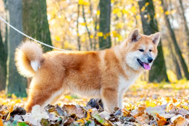 Akita köpeği sonbahar parkında bir tasmayla profilde 