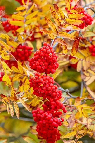 Ağaçta Kırmızı Böğürtlen Sarı Yapraklı Rowan Kümeleri — Stok fotoğraf