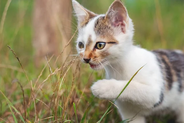 A small kitten with a raised paw in the garden among the grass. Kitten walking in the garden