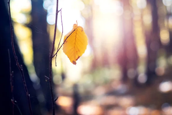 Yellow Leaf Tree Autumn Forest Sunny Day — Stock Photo, Image