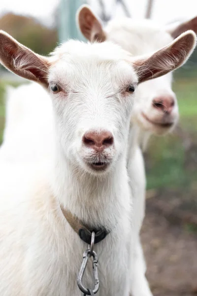 Duas Cabras Brancas Fecham Uma Fazenda — Fotografia de Stock