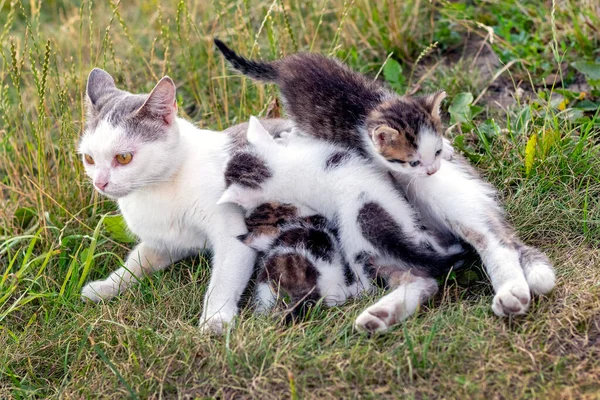 Madre Gato Alimenta Poco Gatitos Jardín Hierba —  Fotos de Stock