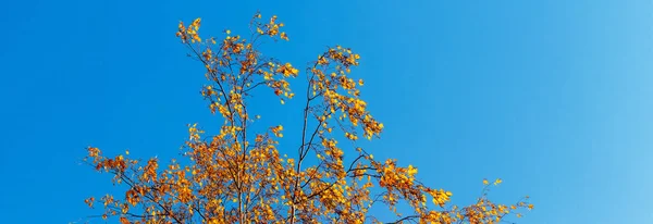 乾燥した秋の葉を持つ白樺の枝は晴れた日に青空に対して — ストック写真