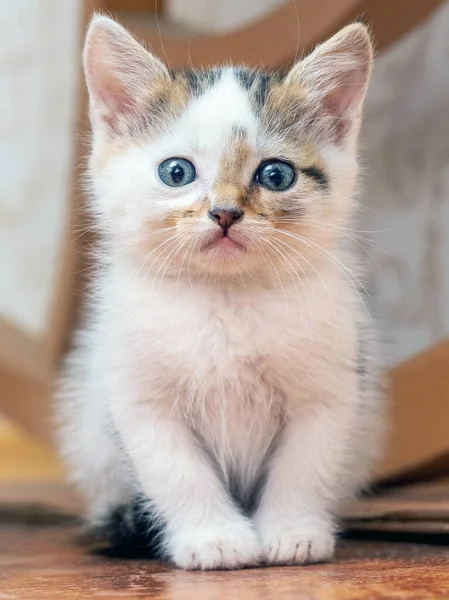 Odada Yerde Oturan Küçük Sevimli Kedi Yavrusu — Stok fotoğraf