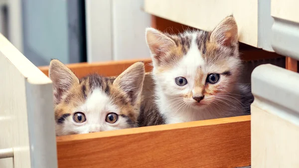 2つの小さな美しい子猫が箱の中のキッチンに座っています 面白いと面白い猫 — ストック写真