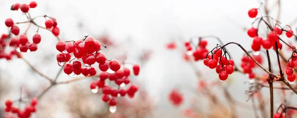 Viburnum Arbusto Com Bagas Vermelhas Cobertas Com Gotas Chuva Panorama — Fotografia de Stock