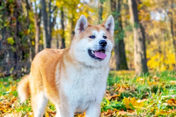 Akita Perro Parque Otoño Mirando Con Atención Hacia Adelante —  Fotos de Stock