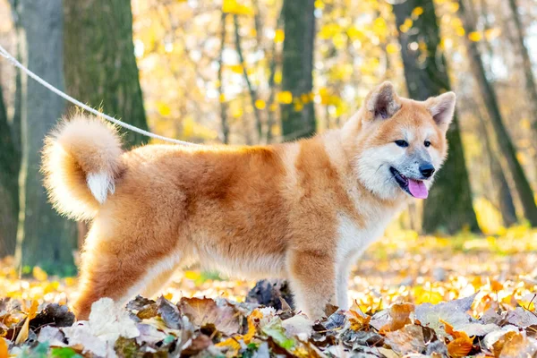 Cão Akita Parque Outono Uma Coleira Perfil — Fotografia de Stock