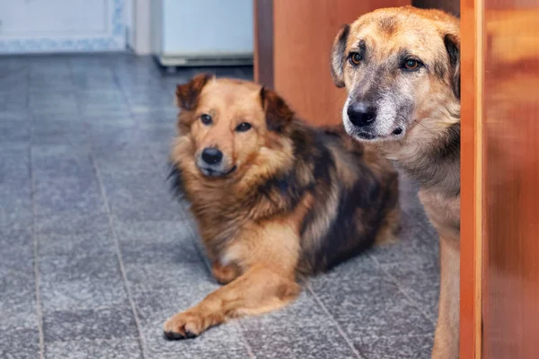 Két Kutya Egy Szobában Ugyanabba Irányba Néz — Stock Fotó