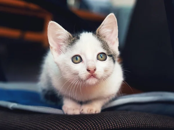 Küçük Bir Kedi Yavrusu Ofis Sandalyesinde Oturur Dikkatle Bakar — Stok fotoğraf