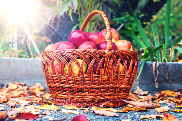 Red ripe apples in a basket among autumn leaves. Apple harvest