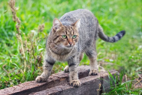 木製のブロックの庭の猫は注意深くそして慎重に前を見る — ストック写真