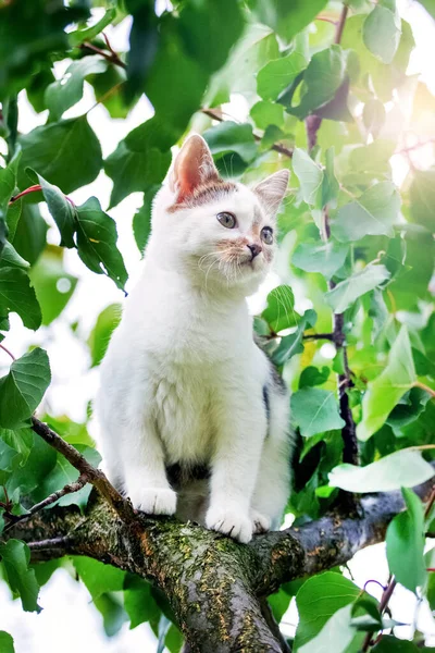Small Cute White Kitten Tree Green Leaves Summer — 스톡 사진