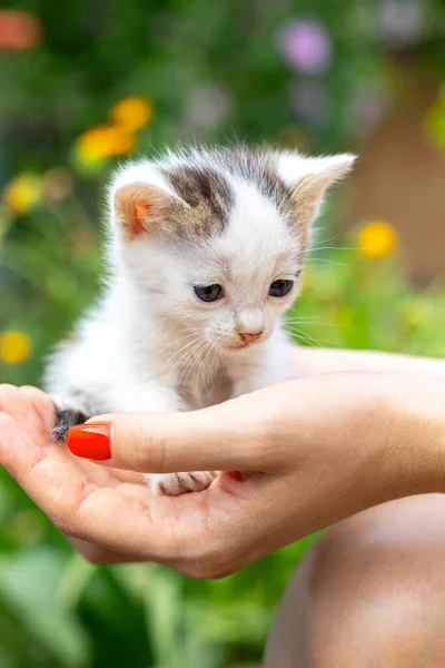 Ein Mädchen Hält Ein Kleines Flauschiges Kätzchen Der Hand — Stockfoto