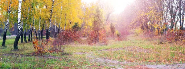 Осінній Пейзаж Різнокольоровими Деревами Кущами Лісі Сонячний День — стокове фото