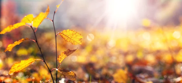 Słoneczny Dzień Jesiennym Lesie Żółte Liście Słońcu Jesienny Krajobraz Przestrzeń — Zdjęcie stockowe