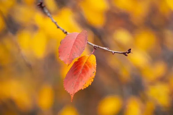 Ramo Árvore Com Folhas Vermelhas Outono Fundo Embaçado — Fotografia de Stock