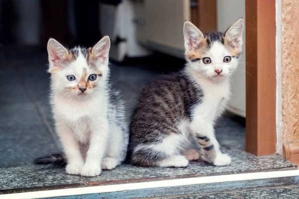 Dois Gatinhos Bonitos Sentados Chão Sala — Fotografia de Stock