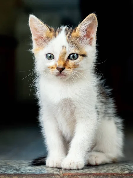 床に小さなふわふわの子猫 暗い背景の子猫 — ストック写真