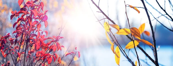 Podzimní Krajina Červenými Žlutými Listy Větvích Stromů Blízkosti Řeky Slunečného — Stock fotografie