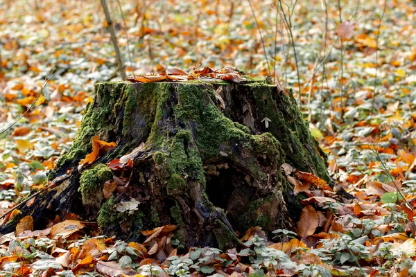 Velho Tronco Árvore Podre Floresta Outono Entre Folhas Caídas — Fotografia de Stock