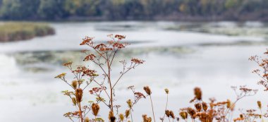 Sonbahar manzarası, nehir kenarındaki kuru bitkiler, sonbahar sonu.