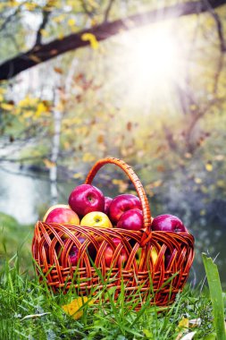 Nehir kenarındaki bir sepette olgun kırmızı elmalar. Elma hasadı
