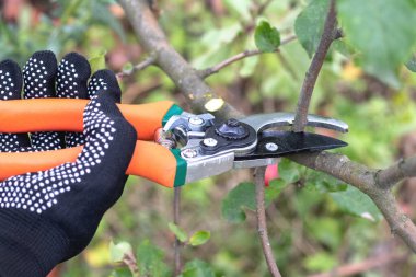 Bir bahçıvan bir elma ağacının dalını mezhepçilerle kesiyor. 