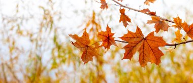 Maple branch with orange autumn leaves in the forest on a light background clipart