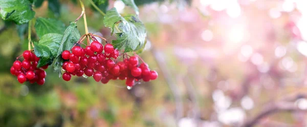 Bunch Viburnum Red Berries Dew Drops Morning Garden Sunny Weather — Stock Photo, Image