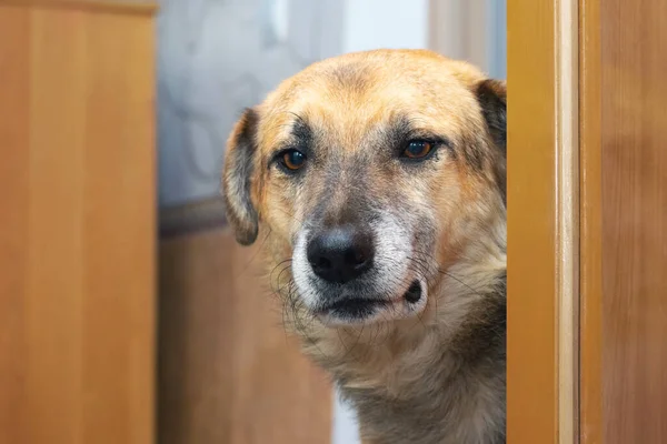 A large dog looks through an open door into a room, a portrait of a dog