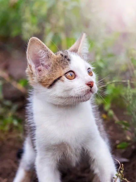 Bahçede Korkmuş Küçük Bir Kedi Yukarı Bakıyor — Stok fotoğraf