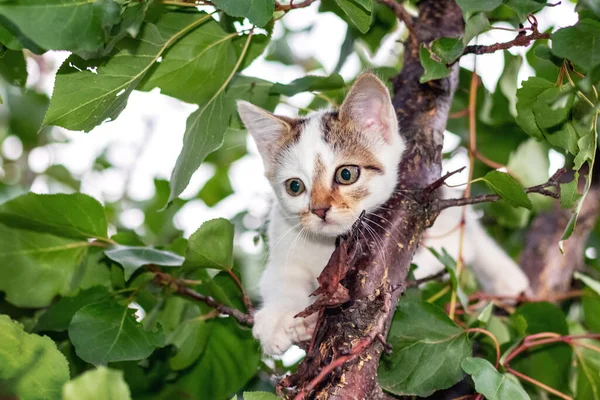 Yazın Yeşil Yaprakların Arasında Ağaçtaki Küçük Beyaz Kedi Yavrusu — Stok fotoğraf