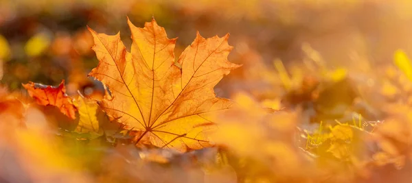 Orange Maple Leaf Ground Sun Rays Autumn Leaves — Stockfoto