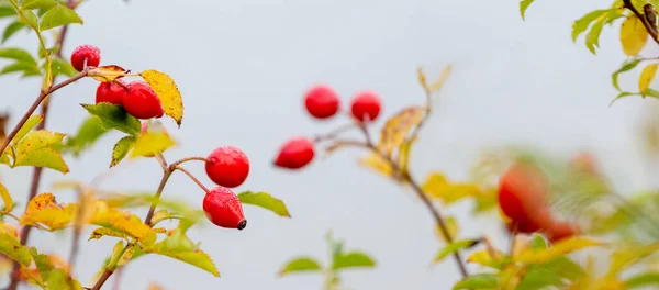 Hagebuttenzweige Mit Roten Beeren Und Gelben Blättern Herbst Vor Hellem — Stockfoto