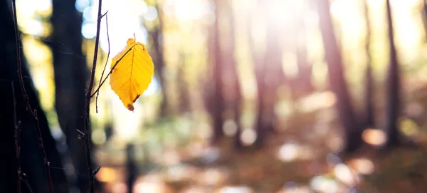 Stock image Yellow leaf on a tree in an autumn forest on a sunny day