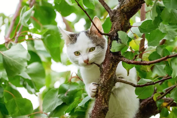 Gatinho Branco Pequeno Bonito Uma Árvore Entre Folhas Verdes Mordisca — Fotografia de Stock