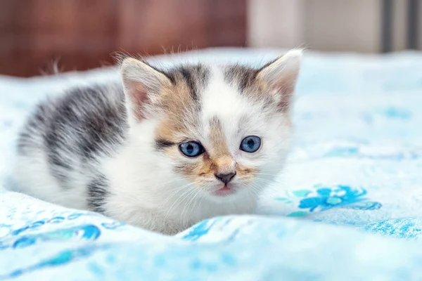Küçük Sevimli Bir Kedi Yavrusu Yatakta Bir Battaniyenin Üzerinde Yatıyor — Stok fotoğraf
