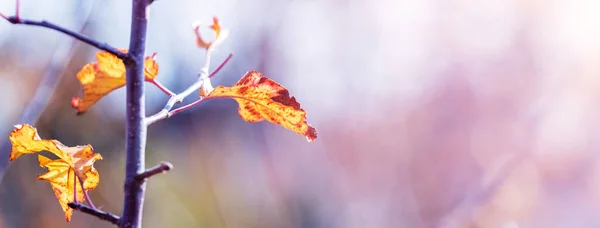 Herbst Hintergrund Mit Gelben Blättern Auf Einem Ast Bei Sonnigem — Stockfoto